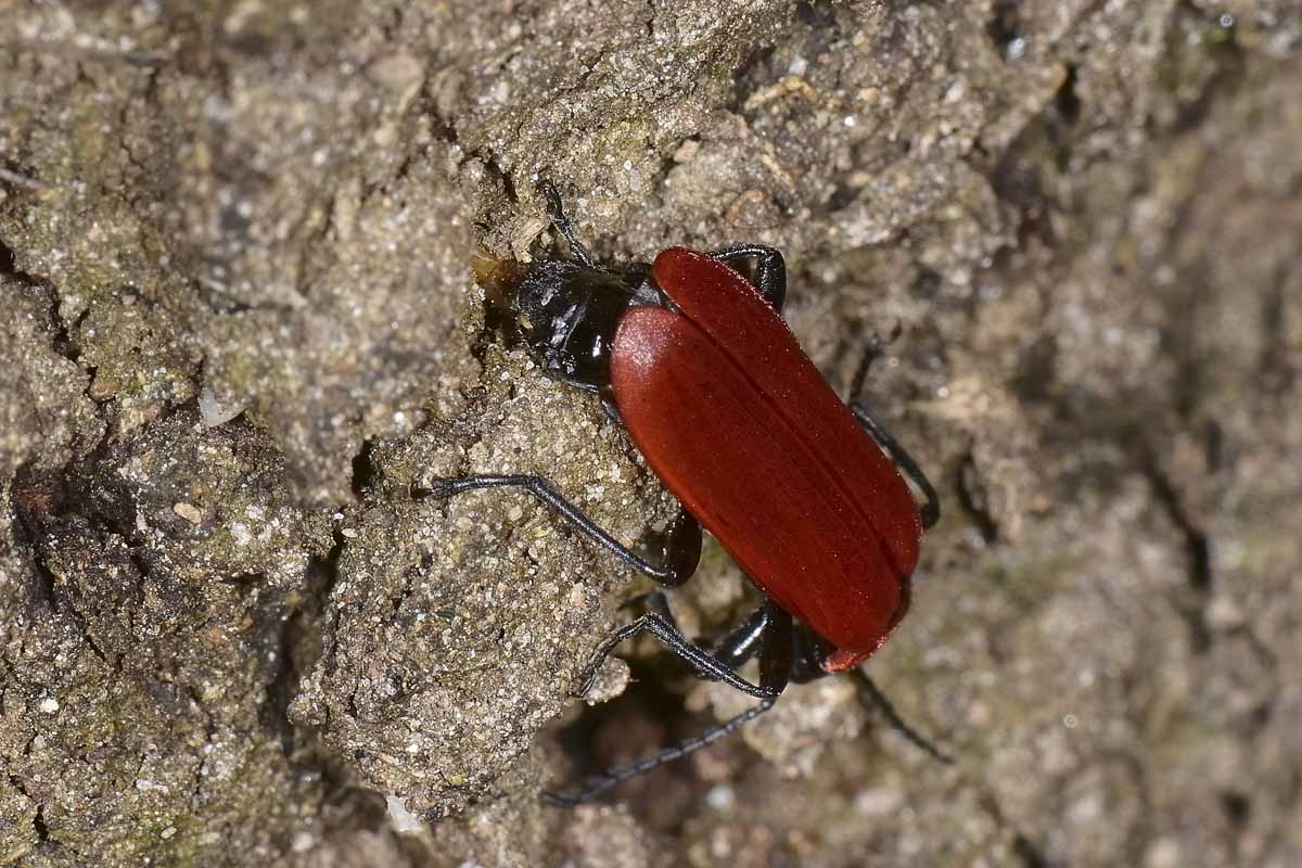 Ovideposizione di Pyrochroidae